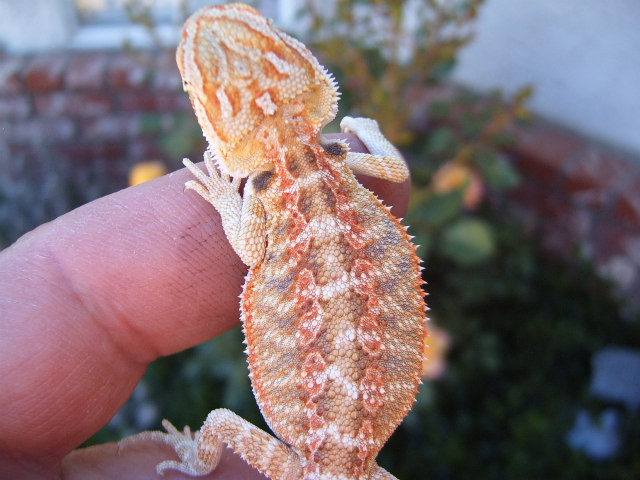 Orange Hypo Pastel Hatchling