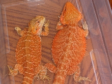 Future Breeders
