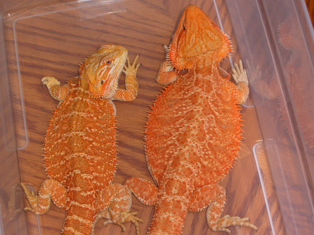 Future Breeders