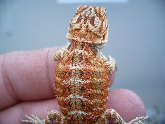 Little G&M Red