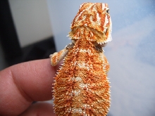 Another  Killer Male!!