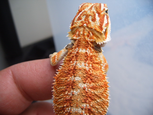 Another  Killer Male!!