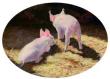 Piggies