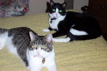 Buddy and Tuxie
