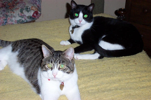 Buddy and Tuxie