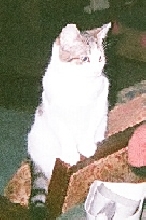 I be Princess Amelia