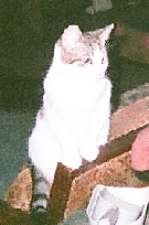 I be Princess Amelia