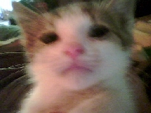 Amelia