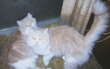 Attila and ET