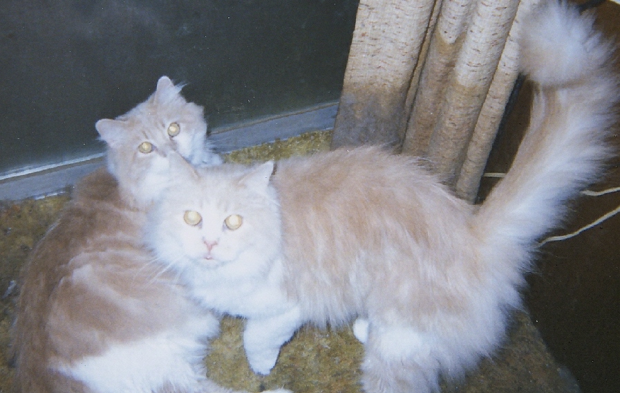 Attila and ET