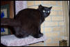 Foudini Lorraine Purr Catnip
