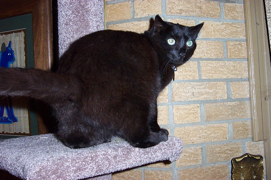 Foudini Lorraine Purr Catnip