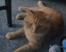 Hank