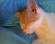 Foster Bella Purr