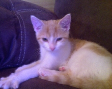 Foster Bella Purr