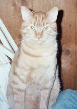 Marmalade