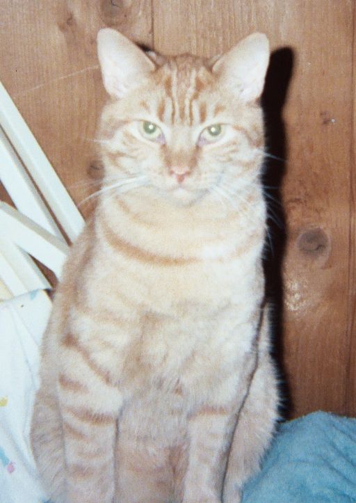 Marmalade