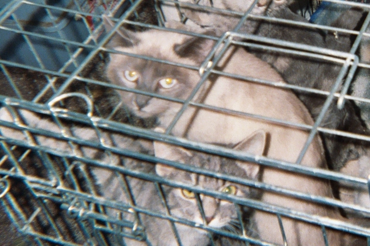 Mocha and Tigger 2005