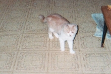 Mylo
