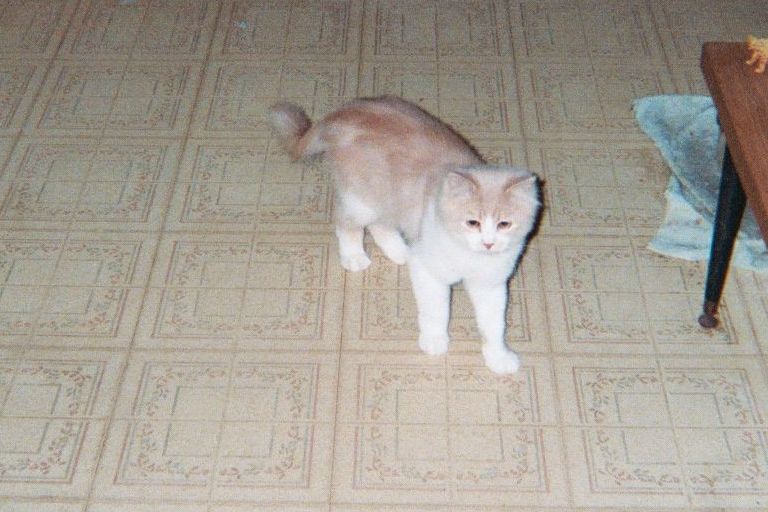 Mylo