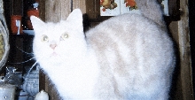 Mylodacute