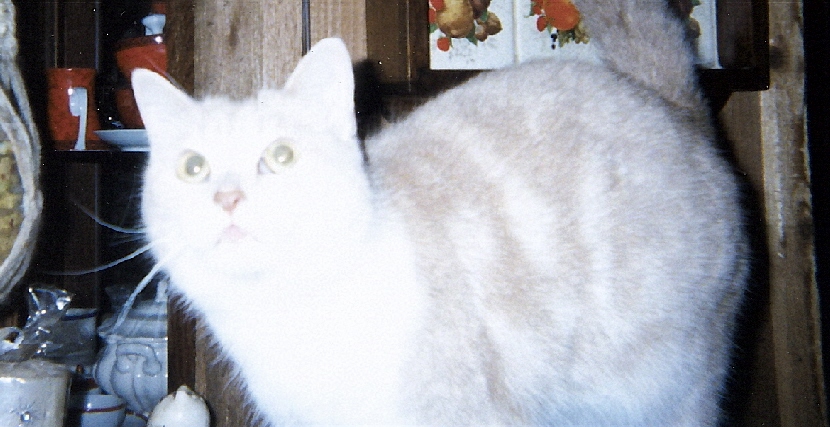 Mylodacute