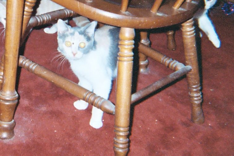 Penny under chair