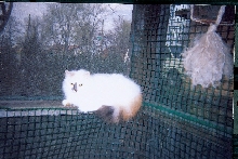 Smudge