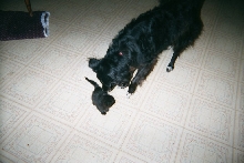 Riley and Shy