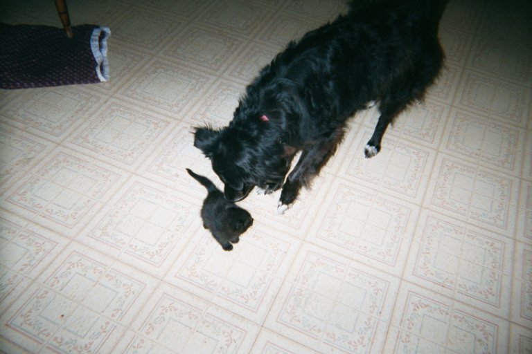 Riley and Shy