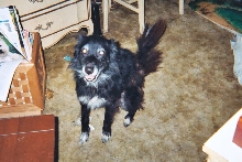 Our Goggie