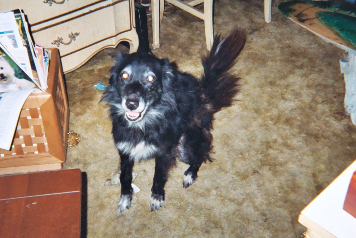 Our Goggie