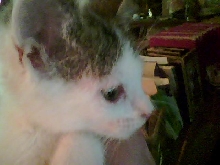 Rocket