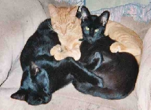 Salem and Sibs