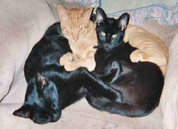 Salem and Sibs