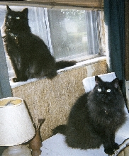 Shy Raven and Spottie