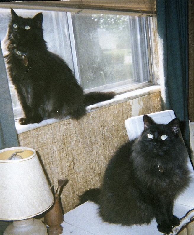 Shy Raven and Spottie