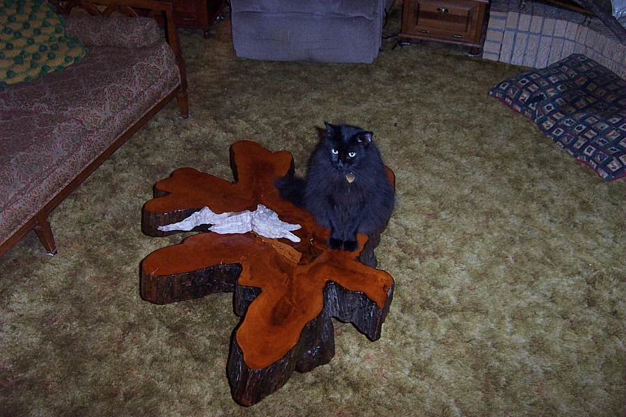 Spottie the Special boykit