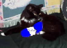 Stumpy for Colts