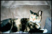 Tabitha Lynn Noblehunter