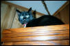 Miss Tippy Mistoffelees