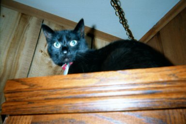 Miss Tippy Mistoffelees