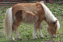 Spottie's Pony