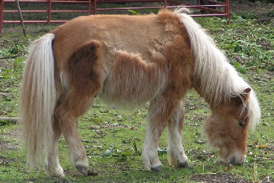 Spottie's Pony