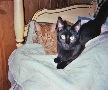 Wicca And Marmalade