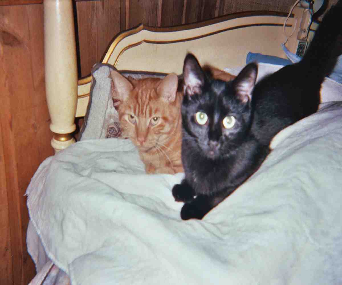 Wicca And Marmalade
