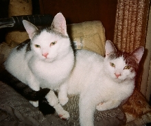 Widdle Fings
