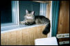 Charlee Theodore Purr