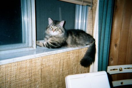 Charlee Theodore Purr