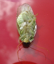 what kind of bug is this?